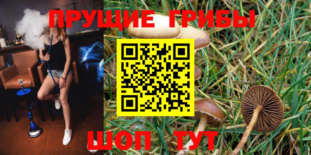 Мурино  Псилоцибиновые грибы GOLDEN TEACHER  Галлюциногенные грибы Cubensis  Вход с VPN 